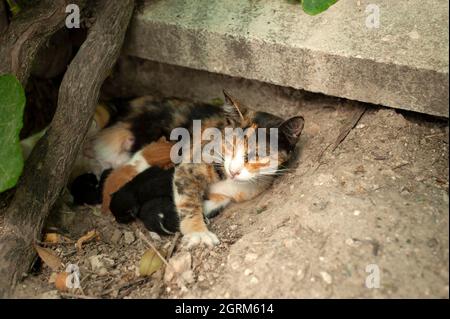 Gatto che mangia i suoi gattini, la madre gatto e gattini, gattini newboen, gatti che succhiano latte . Foto Stock