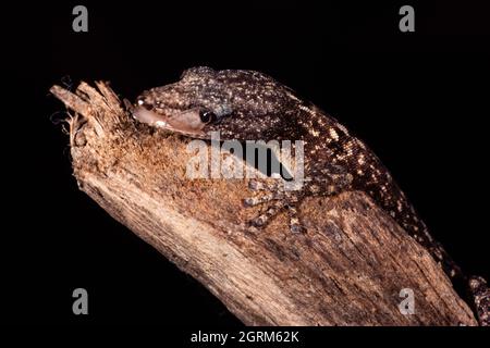 Un Panama Least Gecko, Sphaerodactylus lineolatus, usa la sua lingua per pulire il suo bulbo oculare poiché non ha palpebre. La lingua è traslucida, così il liz Foto Stock