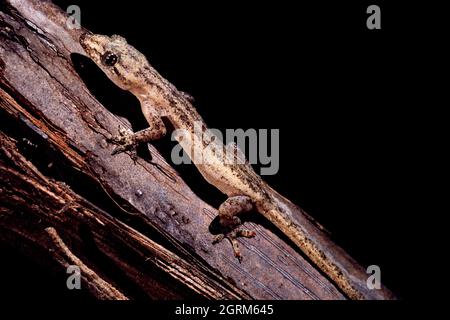 La Casa Gecko, Hemidactylus frenatus, è il gecko comunemente trovato nelle Isole Marianne ed è spesso trovato nelle case. Guam. Foto Stock