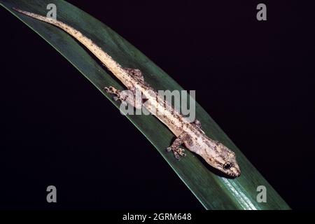 La Casa Gecko, Hemidactylus frenatus, è il gecko comunemente trovato nelle Isole Marianne ed è spesso trovato nelle case. Guam. Foto Stock