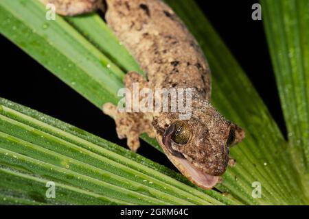 Un Gecko a coda di Turnip - Thecadactylus rapicauda, pulisce il bulbo oculare con la lingua. Panama. Foto Stock