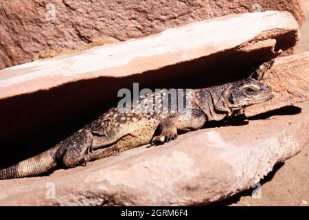 Un Chuckwalla comune, acqua di Sauromalus, nel deserto dello Utah. Foto Stock