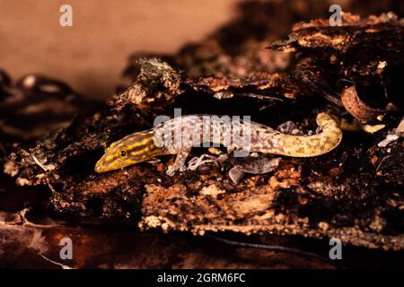 Un Panama meno Gecko colorato, Sphaerodactylus lineolatus, un gecko nano trovato in Panama e Colombia. Foto Stock