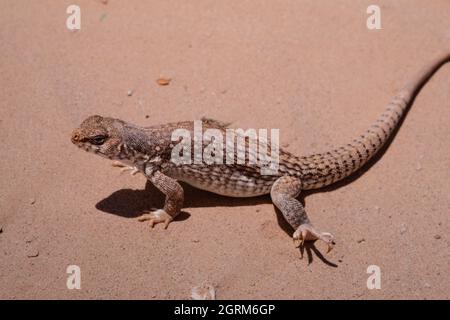 Un deserto Iguana, Dipsosaurus dorsalis, nella sabbia nel deserto di Mojave del Nevada meridionale. Foto Stock