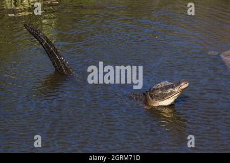 Un alligatore americano adulto, Alligator missisippiensis, può misurare da 3.4 a 4.6 m (da 11 a 15 piedi) di lunghezza e può pesare fino a 453 kg (1,000 libbre). Foto Stock