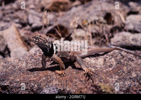 Un maschio Gran Bacino Lizard Collarred, Crotaphytus bicintores, crogiolarsi al sole mentre si guarda per la preda di imboscare. Utah. Foto Stock