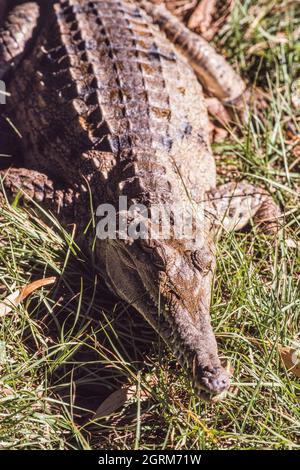 Un coccodrillo di acqua dolce, Crocodylus johnstoni, nel territorio settentrionale dell'Australia. Nativo dell'Australia settentrionale. Foto Stock