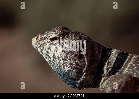Ritratto da vicino di un grande Basin Collared Lizard, Crotaphytus bicintores. Utah. Notare i due collari neri che gli danno il nome. Foto Stock