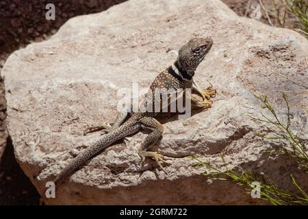 Un maschio Gran Bacino Lizard Collarred, Crotaphytus bicintores, crogiolarsi al sole mentre si guarda per la preda di imboscare. Utah. Foto Stock