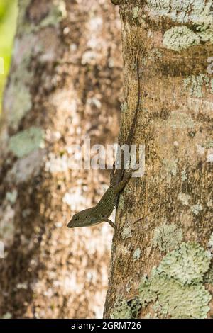 Uno Stout comune Anole, Audantia hispaniolae, su un tronco d'albero nella Repubblica Dominicana. Foto Stock