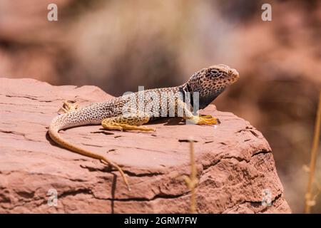 Un maschio Lizard Collarred orientale, Crotaphytus collaris, crogiolandosi al sole per aumentare la sua temperatura corporea. Poiché le lucertole sono a sangue freddo, regulano Foto Stock