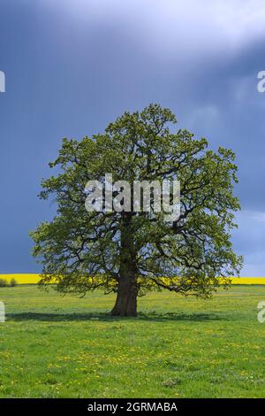 Quercia comune / quercia peduncola / quercia europea / quercia inglese (Quercus robur) albero solitario in prato sotto la nuvola di pioggia in primavera Foto Stock