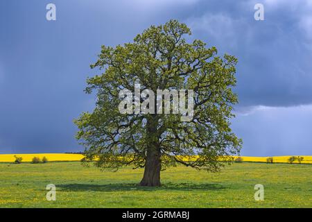 Quercia comune / quercia peduncola / quercia europea / quercia inglese (Quercus robur) albero solitario in prato sotto la nuvola di pioggia in primavera Foto Stock