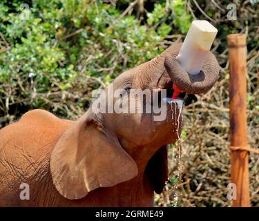 Un elefante orfano di vitello (Loxodonta africana) che beve latte da una bottiglia. Parco Nazionale di Nairobi, Kenya. Foto Stock