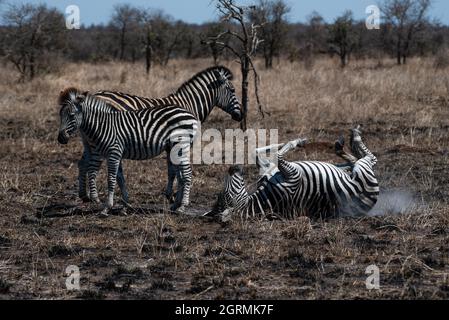 Zebra mare rotola nella cenere per aiutare con gli ecto-parassiti Foto Stock