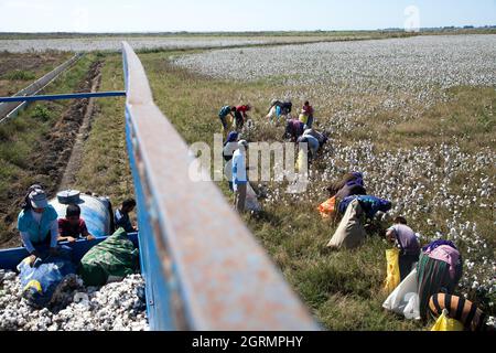 Adana / Turchia - 09/26/2014: Lavoratori che raccolgono cotone nel campo del cotone Foto Stock