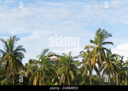 Palme cime sotto il cielo nuvoloso Foto Stock