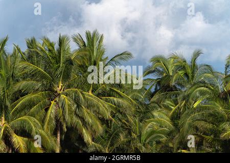 Palme cime sotto il cielo nuvoloso Foto Stock