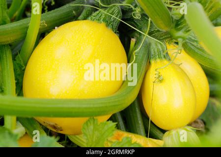 Frutti dorati rotondi di cocerbita pepo 'Floridor' zucchina pianta che cresce in un giardino di cucina. REGNO UNITO Foto Stock