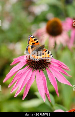 Piccola tartaruga farfalla su viola coneflower. Aglais orticae che si nutrono sul nettare dei fiori di Echinacea purpurpurea a fine estate. REGNO UNITO Foto Stock