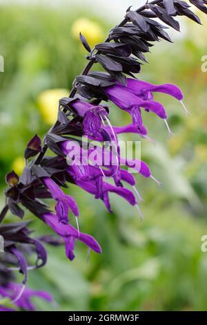 Salvia 'Amistad', salvia perenne fiorita in un confine giardino di fine estate. REGNO UNITO. AGM Foto Stock