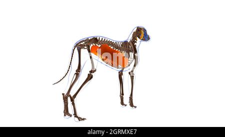 Obliquus externi abdominis muscolo cane muscolo Anatomia per concetto medico illustrazione 3D Foto Stock