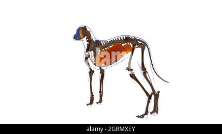 Obliquus externi abdominis muscolo cane muscolo Anatomia per concetto medico illustrazione 3D Foto Stock