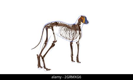 Oblichus Capitis Cranialis muscolo cane Anatomia per concetto medico illustrazione 3D Foto Stock