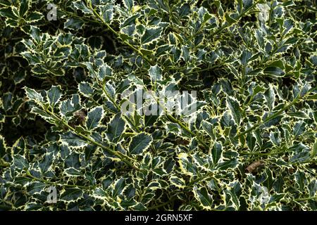 Holly variegato. Ilex aquifolium 'Argentea Marginata' Foto Stock