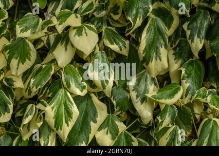 Variegata Ivy (hedera colchica denata variegata) che sale su un muro nello Yorkshire, Inghilterra. Foto Stock