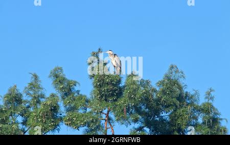 L'airone grigio, Ardea cinerea, seduto sulla cima dell'albero di Taxodium distichum, noto anche come Bald Cypress o Swamp Cypress. Foto Stock