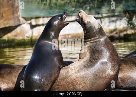 il sigillo del mare allo zoo di berlino è divertente e fantastico da vedere Foto Stock