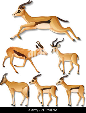 Set di lati diversi di impala isolato su sfondo bianco Illustrazione Vettoriale