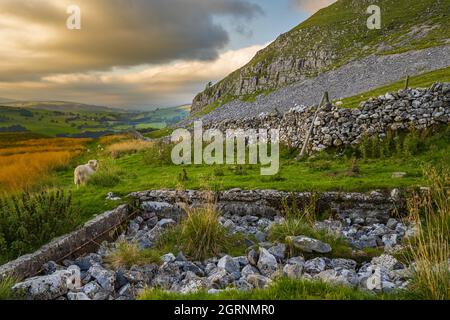 Dales pecora in alto sopra si stabiliscono vicino a edificio deralict in Yorkshire Dales Foto Stock