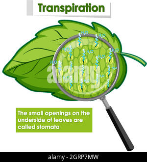 Diagramma che mostra la traspirazione in pianta Illustrazione Vettoriale