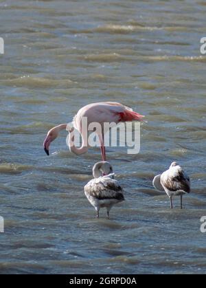 Foto di un fenicottero bianco con piume rosa con altri uccelli accanto in una laguna in Grecia Foto Stock