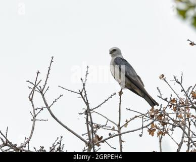 Mississippi Kite seduto sulla cima di un albero di quercia, osservando i suoi dintorni Foto Stock