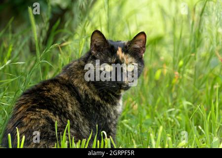 Bel gatto nero e zenzero tortie seduto in erba, guardando lo spettatore Foto Stock