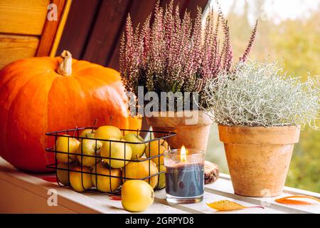 Decorativo Argento colore cuscino cespuglio, Calocephalus brownii o Leucofita e fiori di erica come elemento decorativo autunnale casa, decorato con mele. Foto Stock