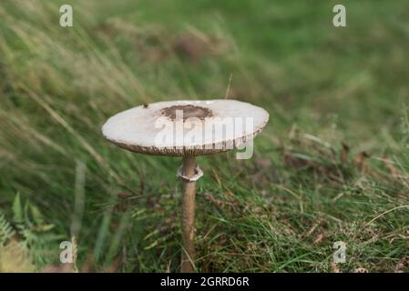 Parasol (fungo Macrolepiota procera) Foto Stock