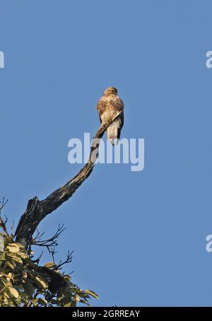 Buzzard Eurasiano (Buteo buteo) arroccato sul valico di Mayodia bruciato, Arunachal Pradesh, India Febbraio Foto Stock