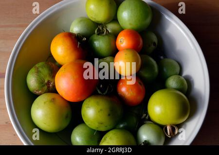 HAYDOCK. ST. HELENS. LANCASHIRE. 10-01-21. Una ciotola di pomodori maturi coltivati in casa. Foto Stock