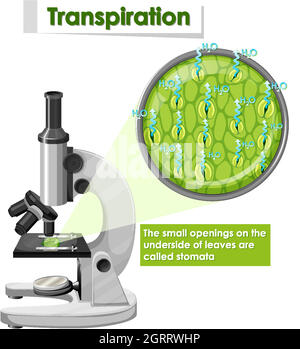 Diagramma che mostra la traspirazione in pianta Illustrazione Vettoriale