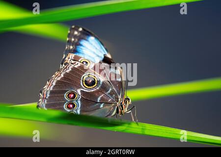 Farfalla blu su foglia verde, Francia Foto Stock