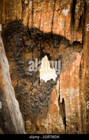 Buco nel tronco di albero morto che è stato bruciato Foto Stock