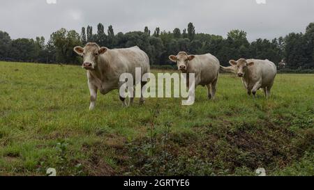 Tre mucche di Charolais che camminano di fila Foto Stock