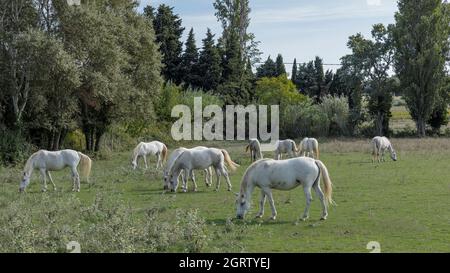 Cavalli bianchi dalla Camargue Francia Foto Stock