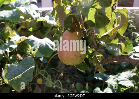 Le pere verdi maturano sui rami dell'albero. Foto Stock