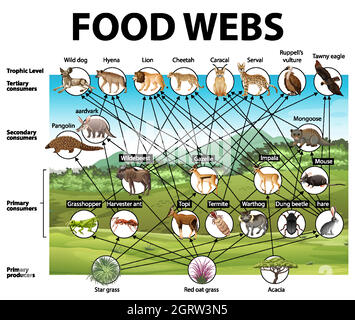 Poster didattico della biologia per diagramma di web alimentari Illustrazione Vettoriale