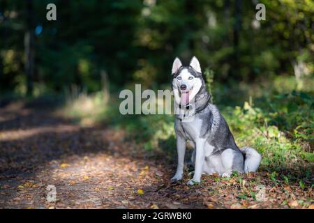 Un cane razza Husky seduto a terra Foto Stock